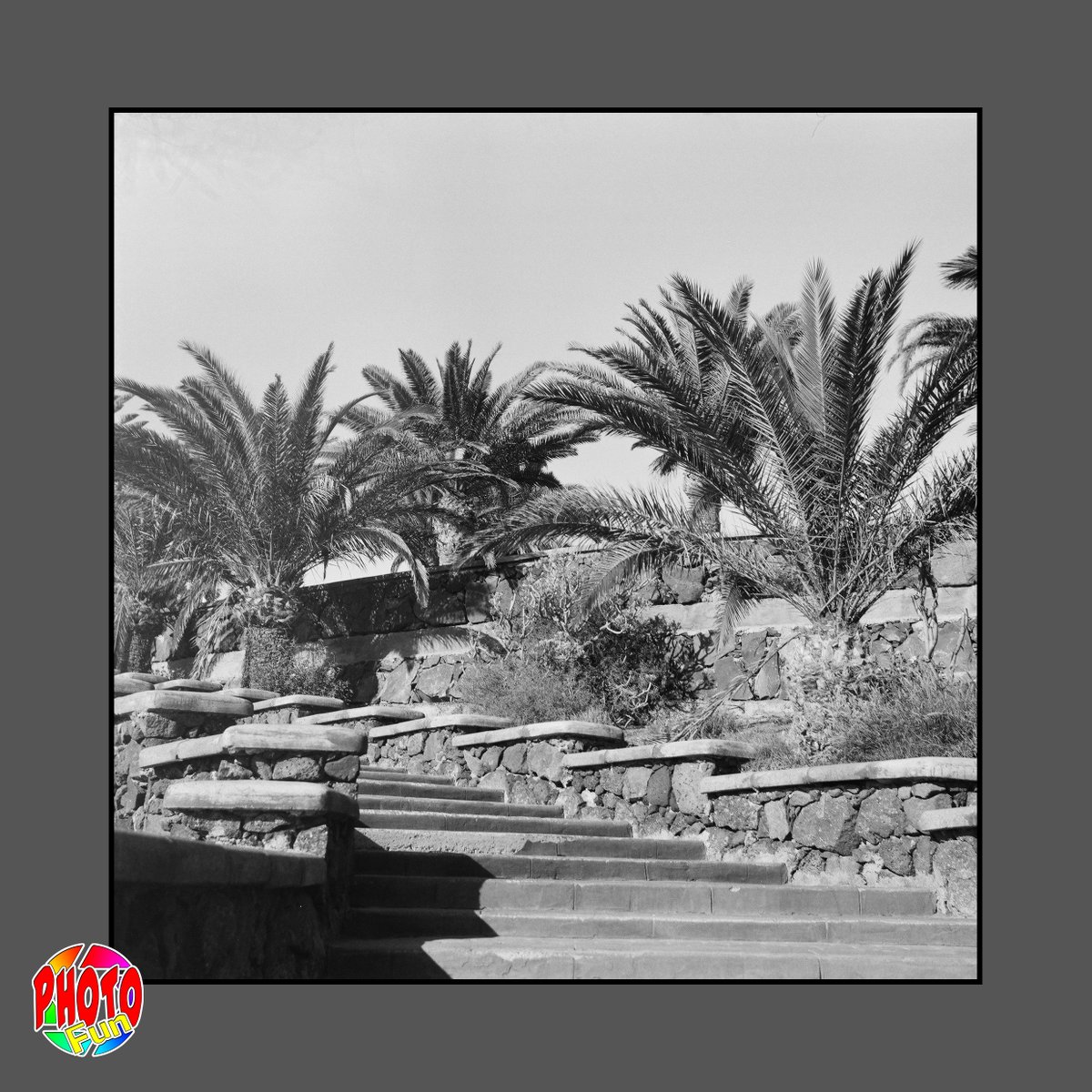 PhotoFunGC's tweet photo. Agfa Isolette V 1961 Lomography Earl Grey 100 120 Playa del Ingles Staircase and palms #agfa #isolette #1961 #lomography #earlgrey100 #photography #playadelingles #grancanaria #blackandwhite #photofun #photography #analogphotography #filmphotography #120film #palmtrees #palms https://t.co/EvmDsGSwv4
