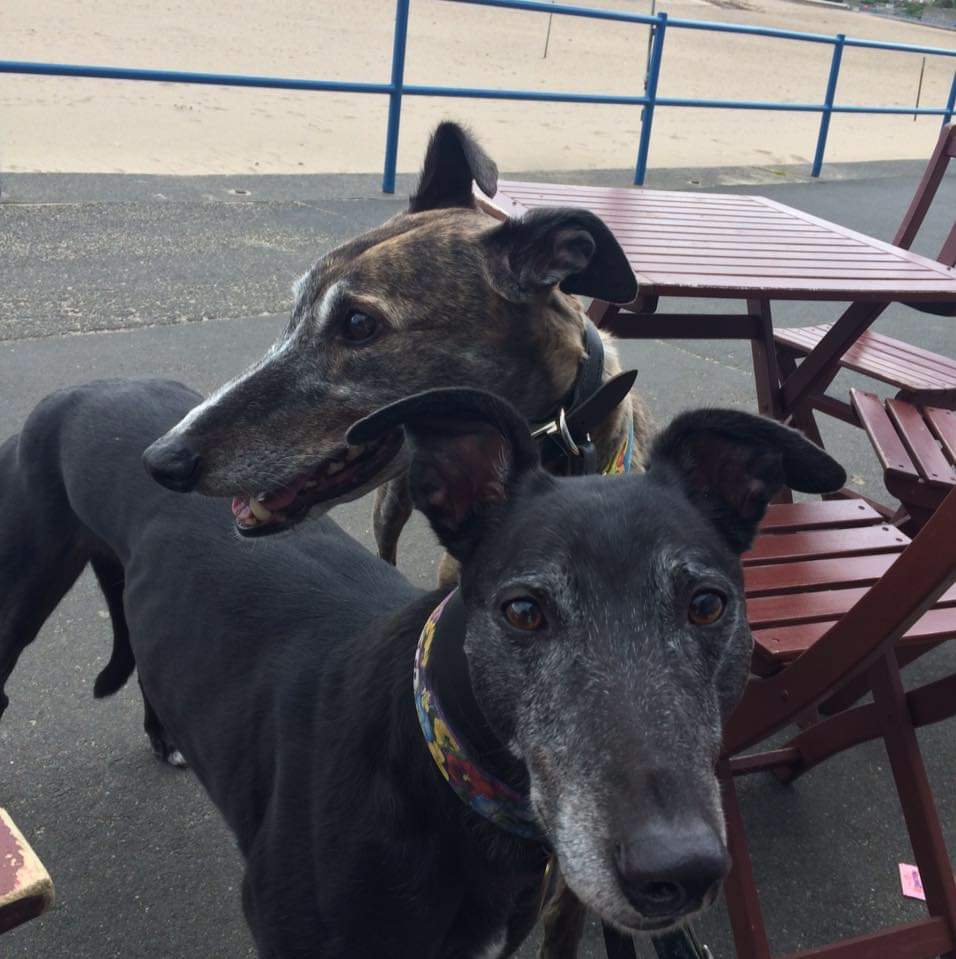 Oscar & Ruby 🐾 Daragh 🌈 Coco 🌈 tweet media