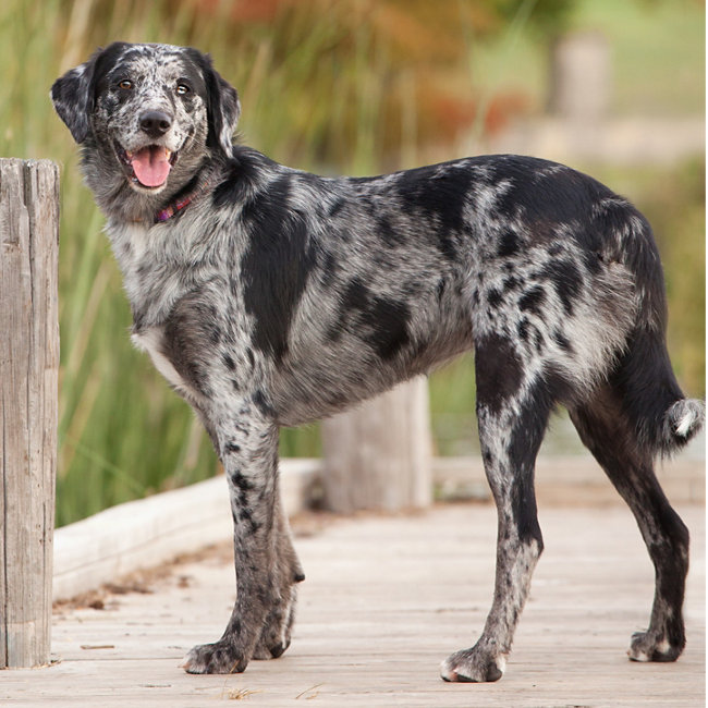 #pets #dogs #DogsofTwittter #lovedogs #Catahoula_Leopard_Dog