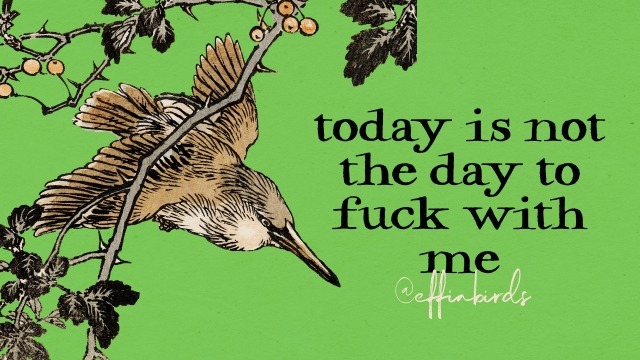 Effin' Birds tweet media