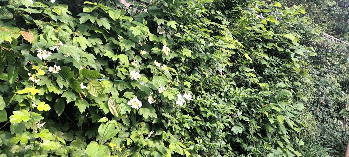 FriaryPark's tweet photo. This native hedge was planted 4 years ago. Now it is visited every day by birds, bees, butterflies, frogs, spiders and a hedgehog, with bats circling above at dusk.  
We would love to plant metres of this around the boundaries of Friary Park to screen the busy roads. https://t.co/91u6nbb4hn