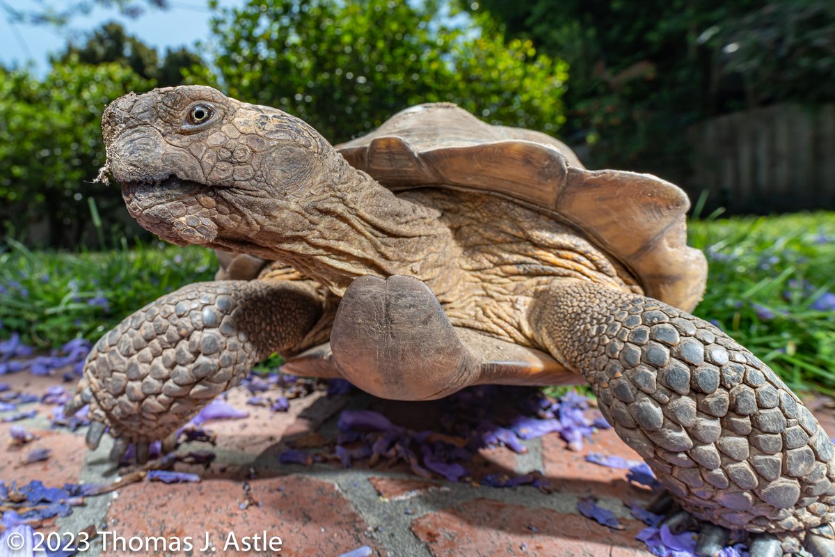 Happy #WorldTurtleDay - here's one of my favorite photos of #Eddiethetortoise.