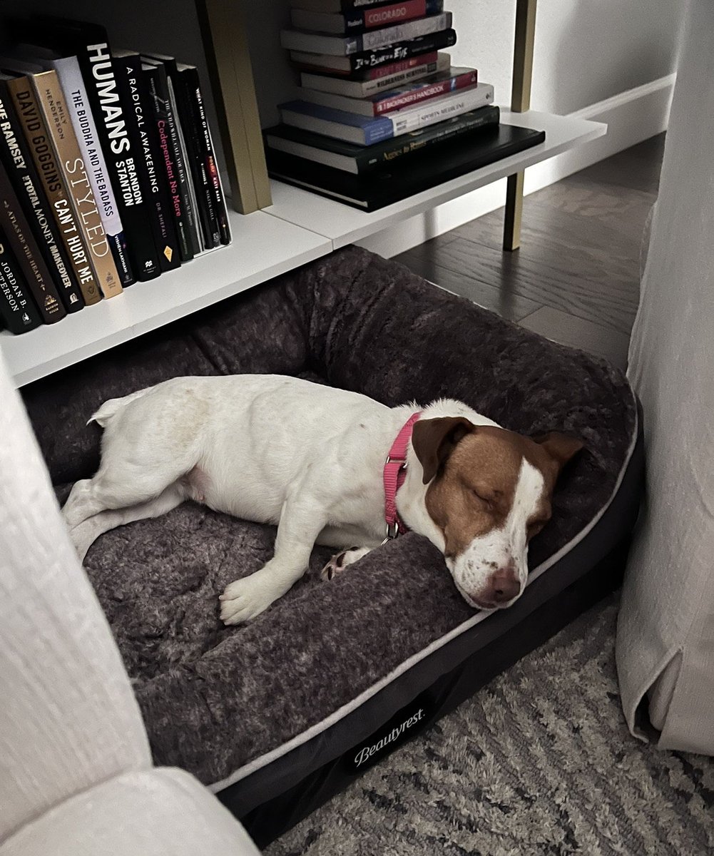 UntilHomeCo's tweet photo. 🤍 Meet Daisy!🤍 
Daisy is a 4 year old jack russell, rat terrier mix. 
She has a lot of energy and loves her toys! She can be nippy while playing, so older kids are best-no young kids. She has done well with dogs and cats in the past.
Visit https://t.co/IwRcPdiqMI for more info https://t.co/LHasJrkXO6