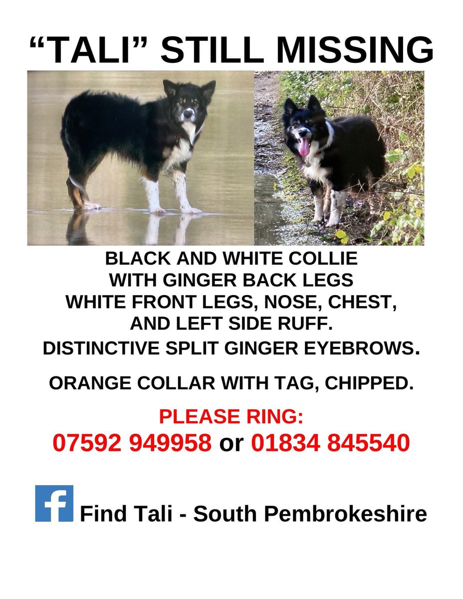 We are still searching for Tali, he has been #missing since March 23 
Naomi Tydeman, his owner is broken 

Please can you keep searching any where and every where.
SOUTH #Pembrokeshire 
facebook.com/groups/3155786…
<a href="/RadioPembs/">Radio Pembrokeshire</a> pls RT 
<a href="/mazzy1412/">Mazzy Roberts</a> <a href="/gelert01/">GG01</a> <a href="/ruthwill64/">🏴󠁧󠁢󠁷󠁬󠁳󠁿Ruth Williams 💙🇺🇦💛</a> <a href="/JacquiSaid/">Dogs of Tooting 1</a>
