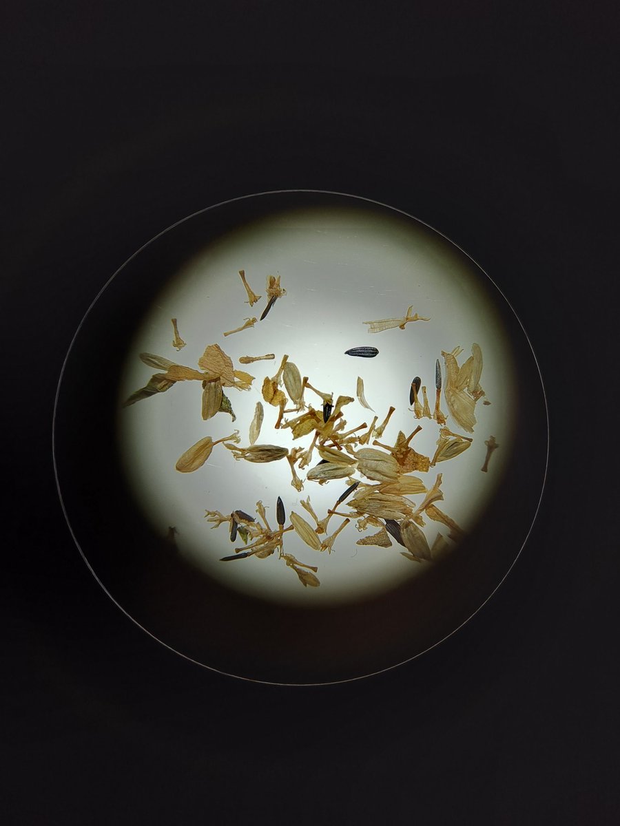 Alejandro Perdomo 🌾 (@alejandro_pl) on Twitter photo New projects new plant species starting from seeds 🌱 #PlantScience #Photosynthesis <a href="/PABSUCLan/">UCLan School of Pharmacy & Biomedical Sciences</a> @UCLanResearch New projects new plant species starting from seeds 🌱 #PlantScience #Photosynthesis <a href="/PABSUCLan/">UCLan School of Pharmacy & Biomedical Sciences</a> @UCLanResearch