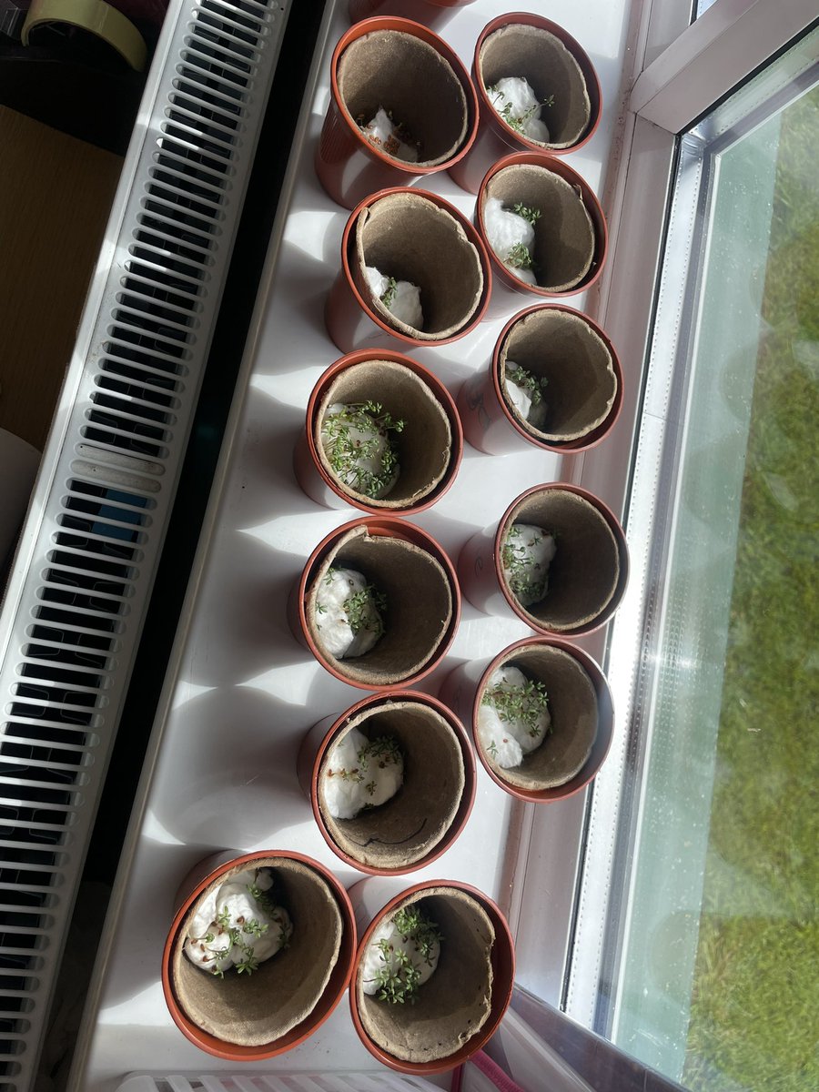 Ms Ruane’s Class tweet media