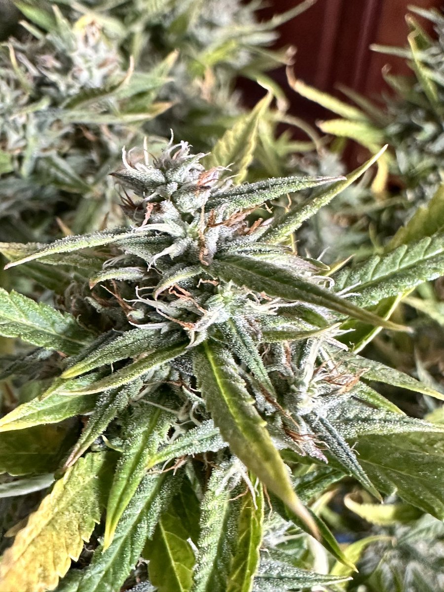 Redeye P tweet media