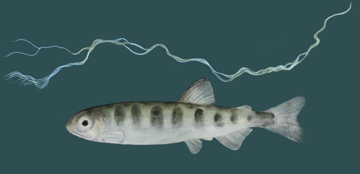 Been playing around with illustration, my best go at Harrison origin juvenile Chinook 😊 #juvenilesalmon #Chinook #FraserRiver