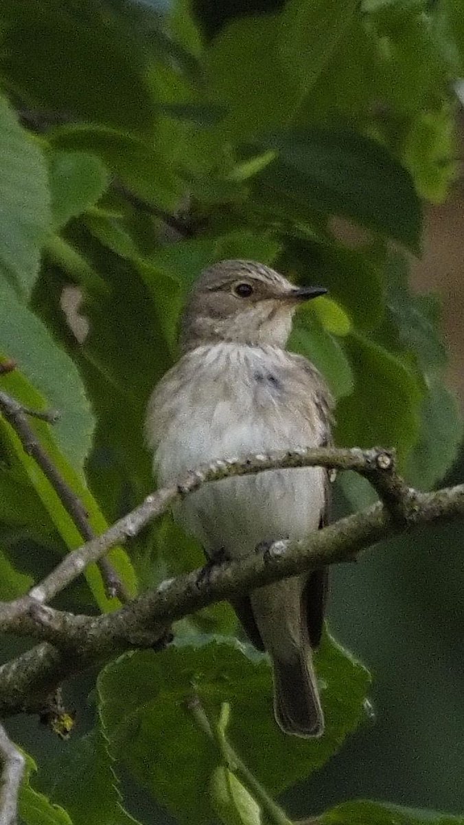 Spotted Flycatcher, a rare breeding bird in South Bucks 😢 A few pairs ? 😬 hanging on.. @bucksbirdnews @bucksalert @WildMarlow1