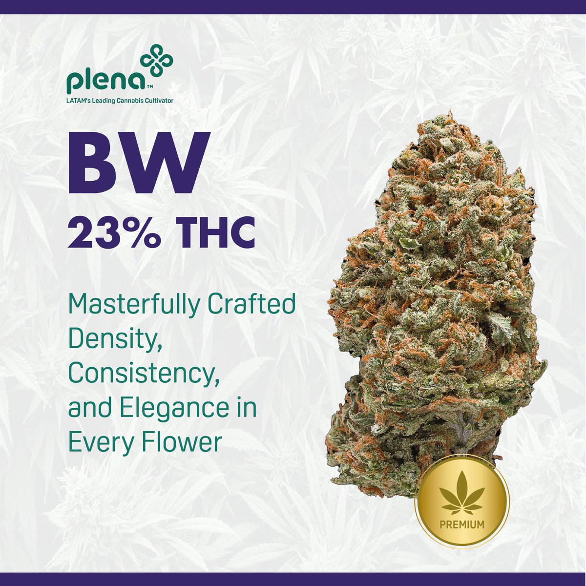 PlenaGlobal's tweet photo. BW represents the peak of genetic excellence, showing its durability and delivering a sensory experience that exceeds expectations.
#cannabis #medicalcannabis #thc #cbd #cannabiscommunity #cannabisindustry #cannabiscolombia #cannabisresearch #cannabiscures https://t.co/2xhPsBrhpK