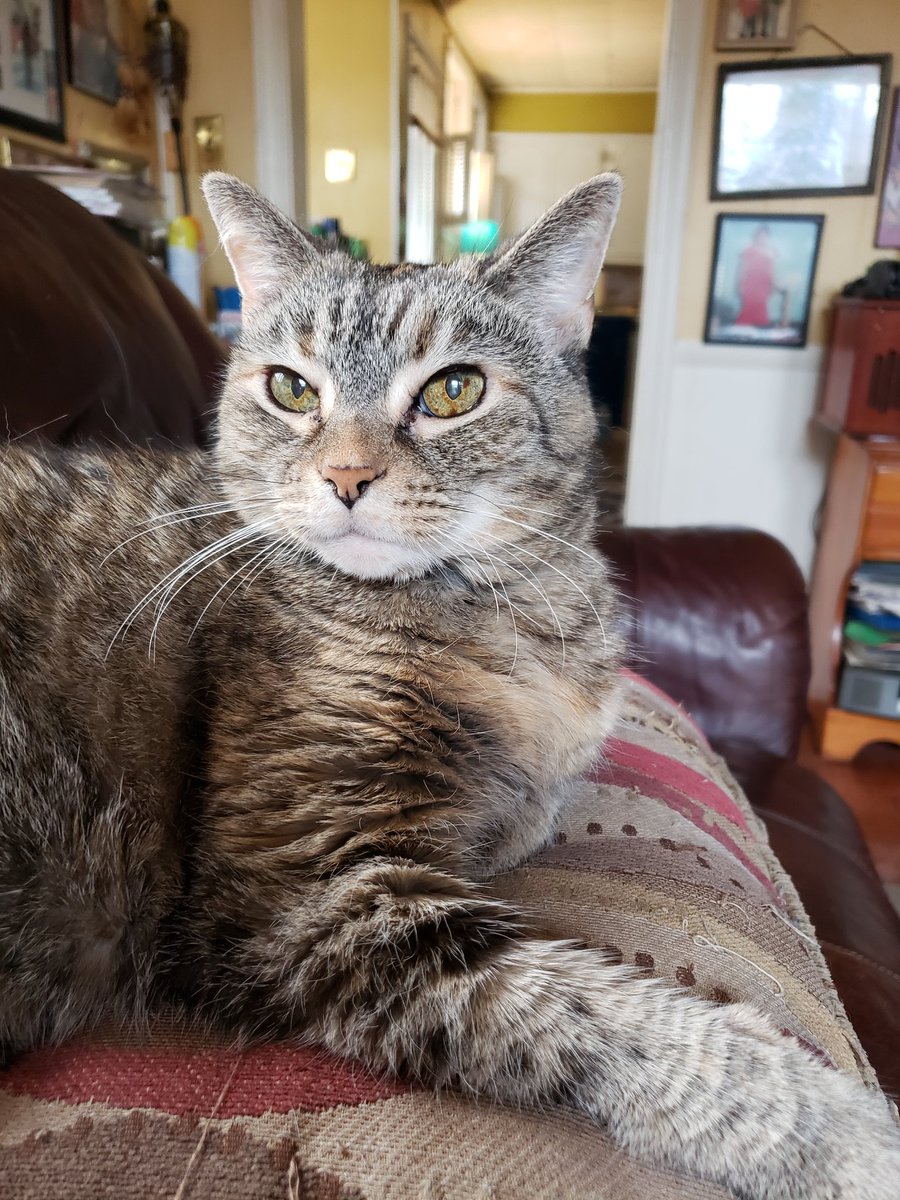 #TabbyTuesday Am I Fabulous or what? Asks Gizzabella, a member of the #SuperSeniorCatsClub #TheSouthernBelleFelines #TabbyCats #CatsOfTwitter #Purrents #Tabbyl8cious #RememberTroms 🐾 🐾 ❤  🐈