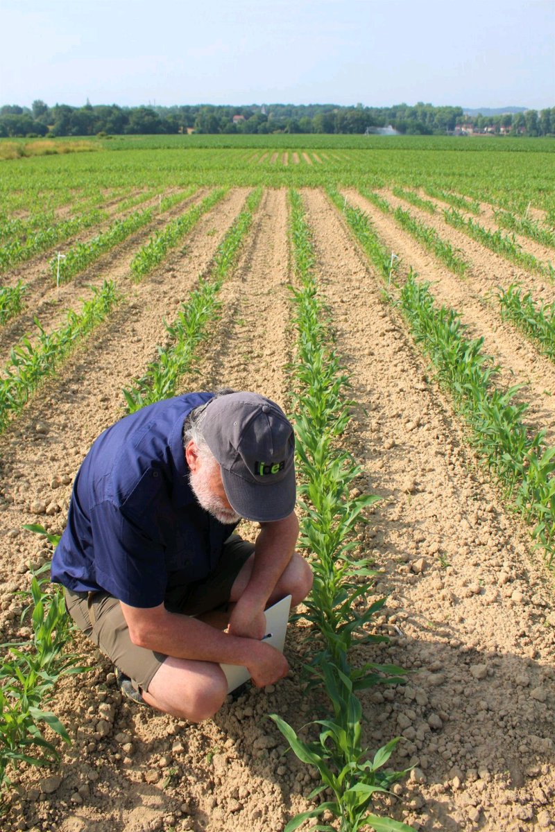 Guedjsorghum's tweet image. #Sorghum #Sorgho #Copro #Sorgo #Sorg #Cirok #Sorgum #高粱

#ClimateTroubles
#TemperaturesAnomalies
#PreservationOfWaterResources
#DroughtConditions
#AnimalFeed
#HumanFood
#BioEnergy
#EarlyEuropeanGenetic
#RedWhiteGrain
#Agronomy 
#Agriculture