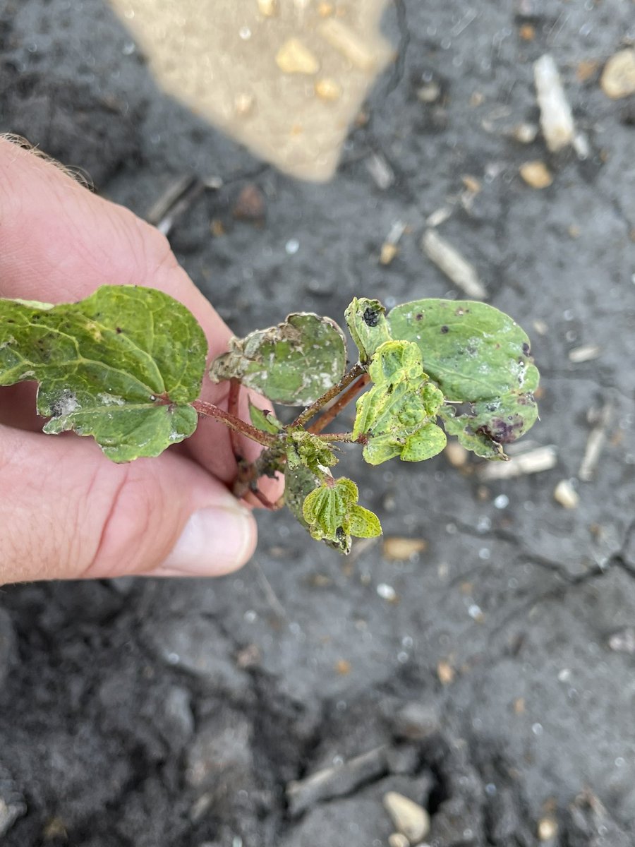 Travis Courtney tweet media