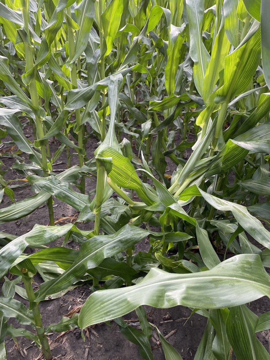 Travis Courtney tweet media