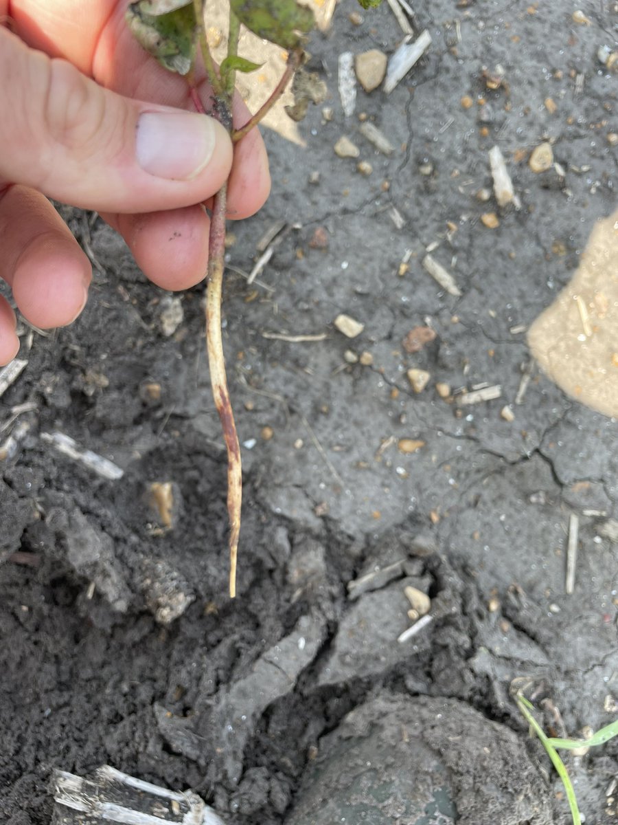 Travis Courtney tweet media