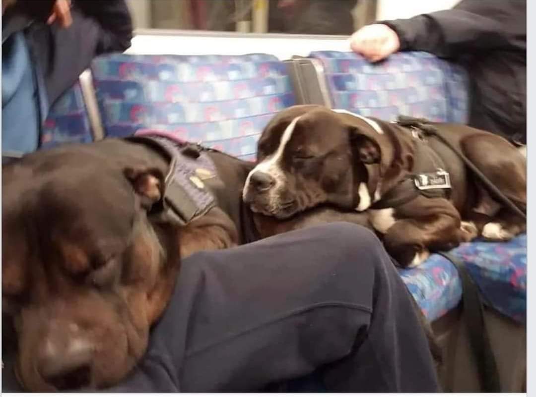 JASONTH19047495's tweet photo. @MThrowaway2017 @mariaalcoptia These dogs were not dangerous or out of control at any time.They were scared and doing what any dog would do in that situation,when five strangers are shouting at you.The dogs hadn't harmed anyone or anything.The Metropolitan police are cold blooded murderers. https://t.co/V6US0kJhMf