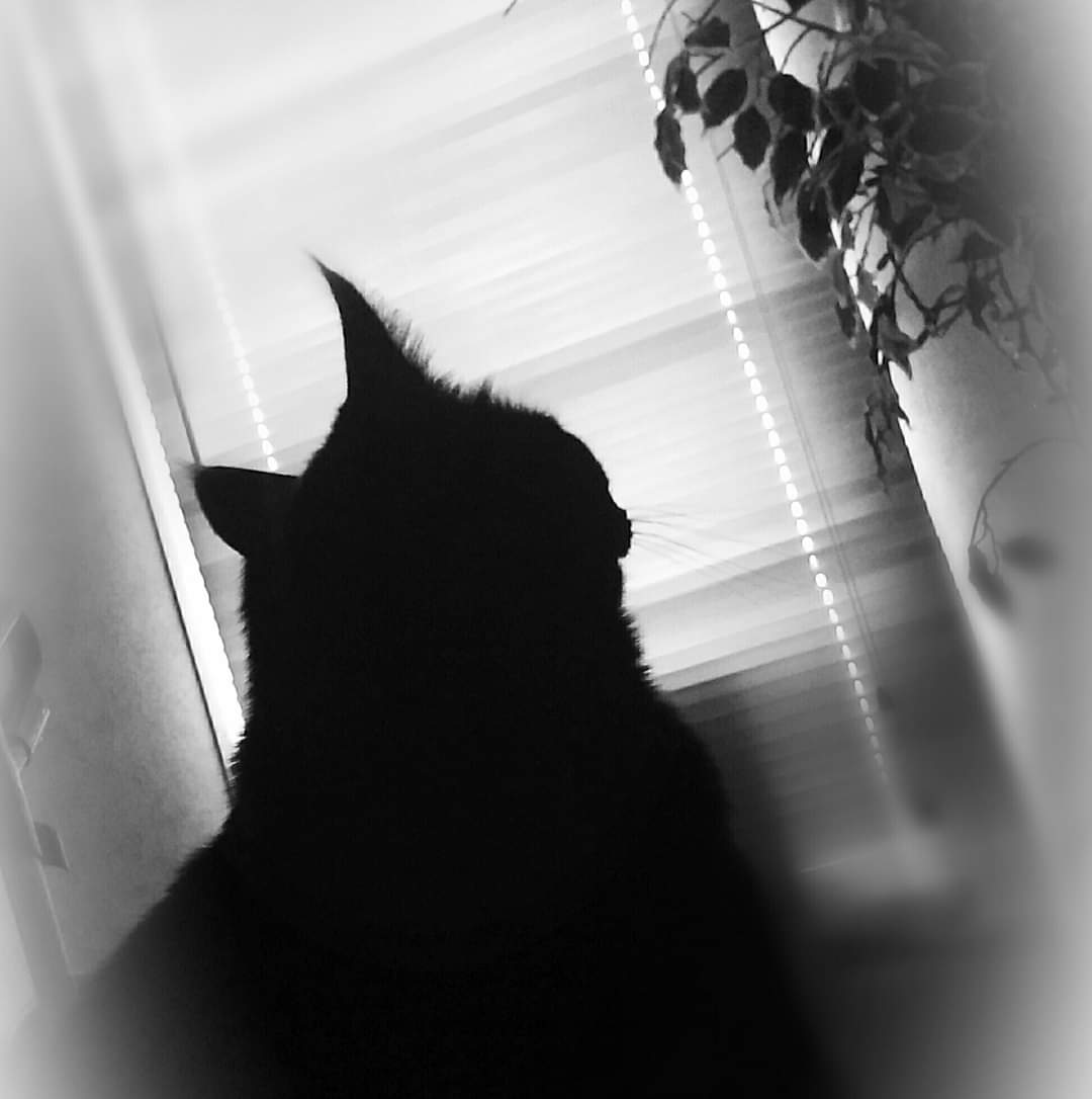 My Alex. #blackcats #photography #blackandwhitephotography #cats #calicocrew