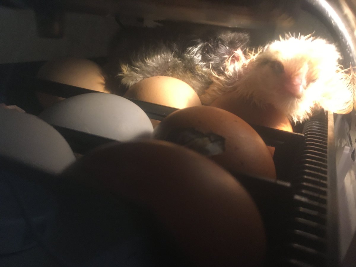 TecumsehPS tweet media