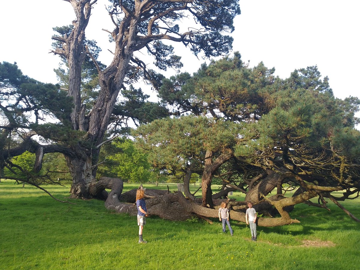 Some amazing ancient and veteran Oak #trees and a really cool notable Monterey Pine at <a href="/LanhydrockNT/">Lanhydrock</a> 🌳🌳🌳🌳 #AncientTreeInventory
