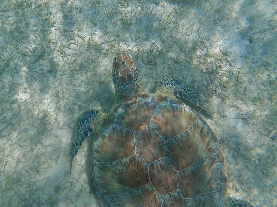 Happy #InternationalTurtleDay everyone! This is Haikili and @romillly Romilly took part in green turtle behavioural research in Mexico, looking at the ways in which tourism can alter their usual behaviour. Read the to find out what she discovered… 1/3