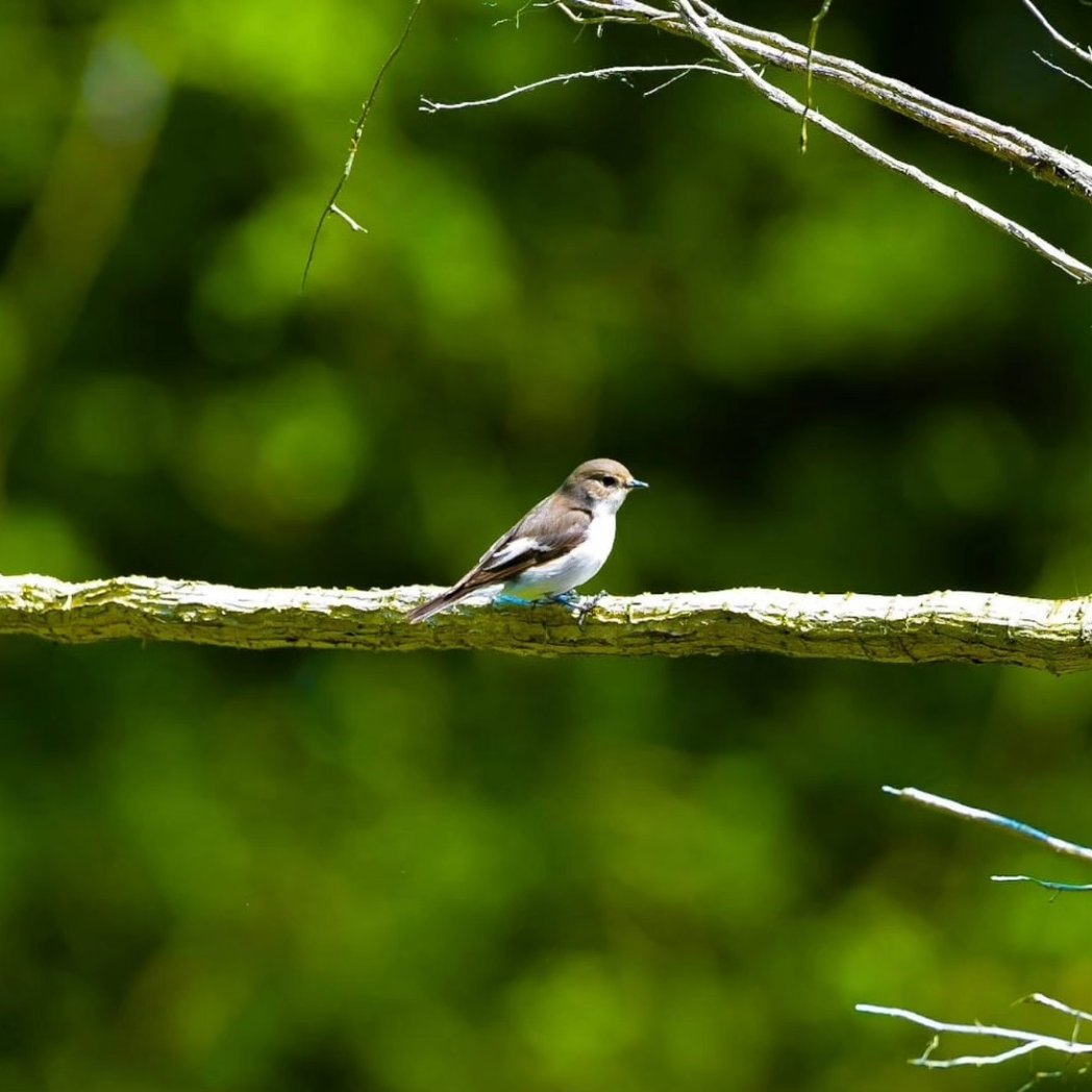 BarnyGas's tweet photo. Pied Flycatcher
Such great fun to photograph.
#naturephotography #twitternaturecommunity
#rspb_love_nature https://t.co/BAqDt40npO