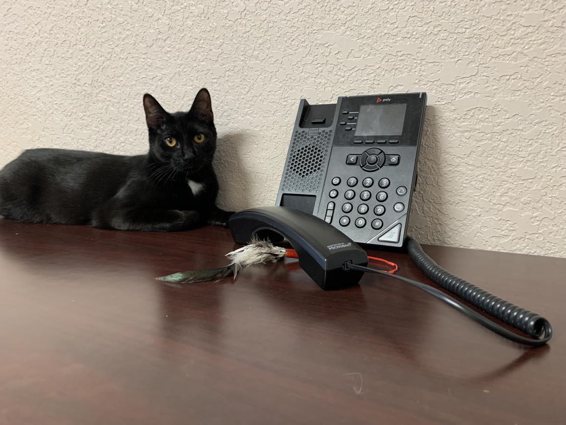 IMPORTANT!🚨We're very excited to announce that we will be receiving a brand-new phone system tomorrow! During the installation process tomorrow 5/24/23, our phones will be unavailable after 10:30 AM. Please email us at Clinic@Spcaflorida.org if you need any assistance.