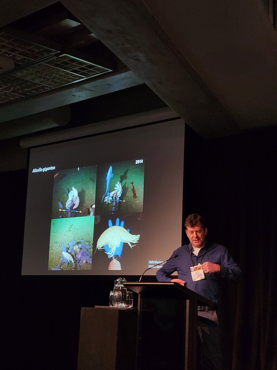 CrustaceanSoci's tweet photo. Super cool start to Day 3 of #ICC10 with Alan Jamieson @Hadalbloke, sharing about observations of hadal crustaceans along 16 trenches and adjoining abyssal plains, highlighting key species and inter-species interactions 🦐, including the supergiant amphipod Alicella gigantea https://t.co/evJyv2qURO