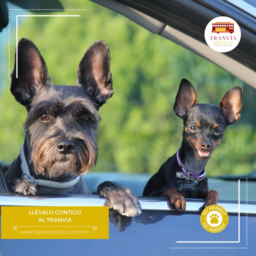 No necesitas dejarlo en casa para salir a conocer la CDMX. Puedes viajar con tu mascota a bordo del Tranvía Turístico. 

Adquiere tus boletos de lunes a viernes a través de nuestro sitio web:

tranviaturistico.com.mx/roma-condesa/