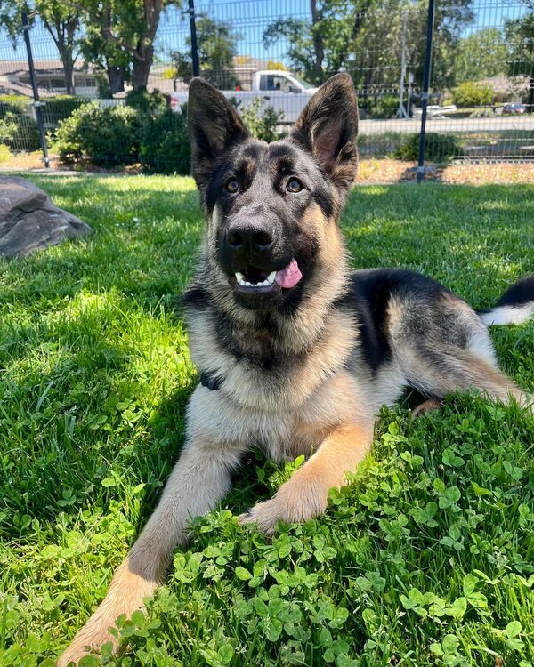 Duffy is an adorable 9 month old (66 lbs) puppy with top-notch manners, and who loves being around people. He does great on leash, and would benefit from socialization.
Duffy is a courtesy post for Marine Humane Society
marinpets.shelterbuddy.com/animal/animalD…
#AdoptDontShop #GSD #RescueDogs