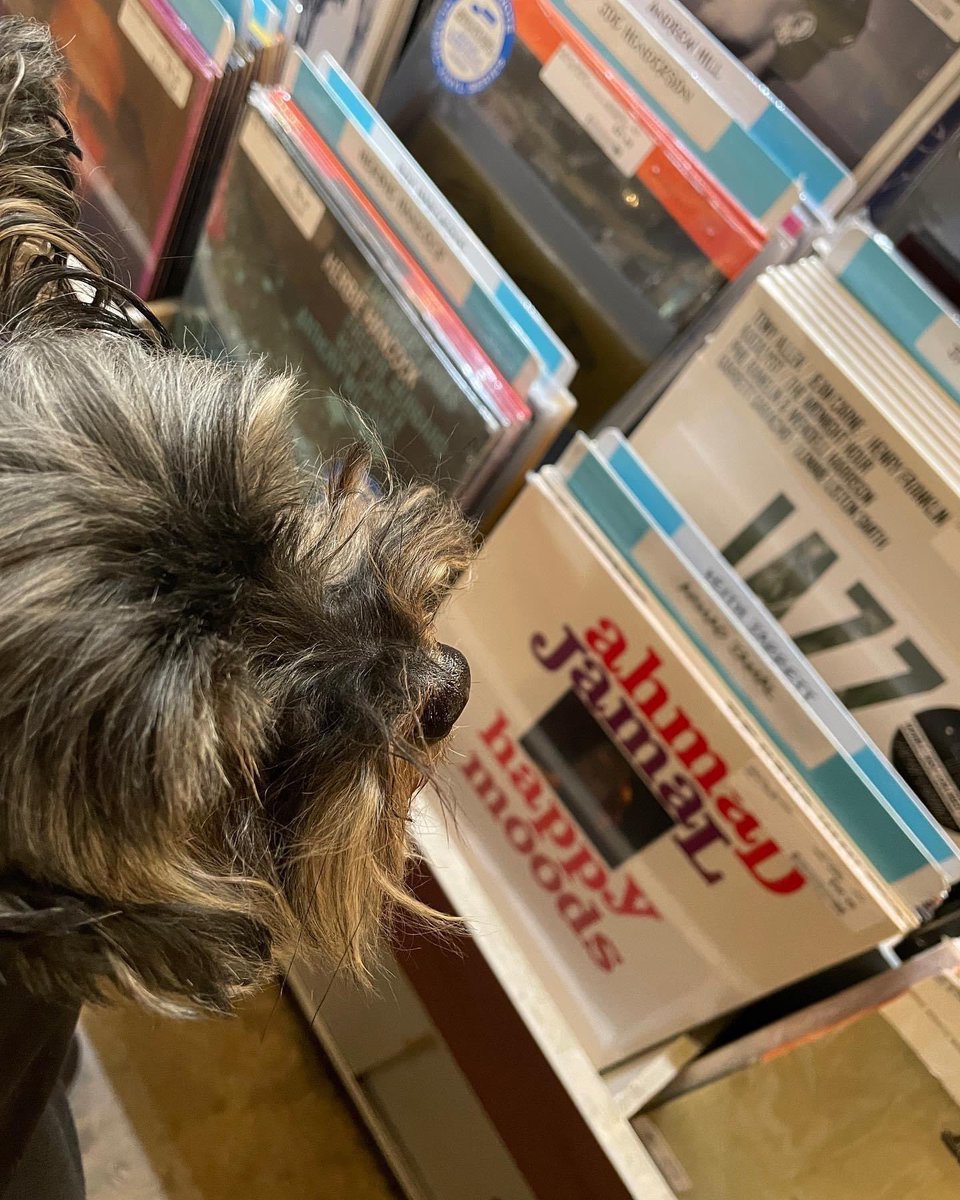 stephenpchopek's tweet photo. Record shopping. #elsiedog #yorkiepoo #jazzsection #vinyl https://t.co/JBx6aXHpxM