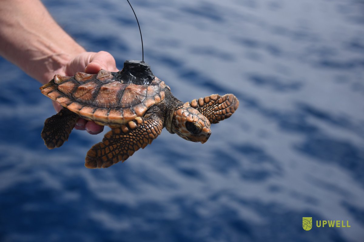 Happy #WorldTurtleDay ! 🐢

#TurtleTuesday #trackingtuesday #lotektelemetry #advancingwildlifescience

📸:  Upwell_Nuno Vasco Rodrigues