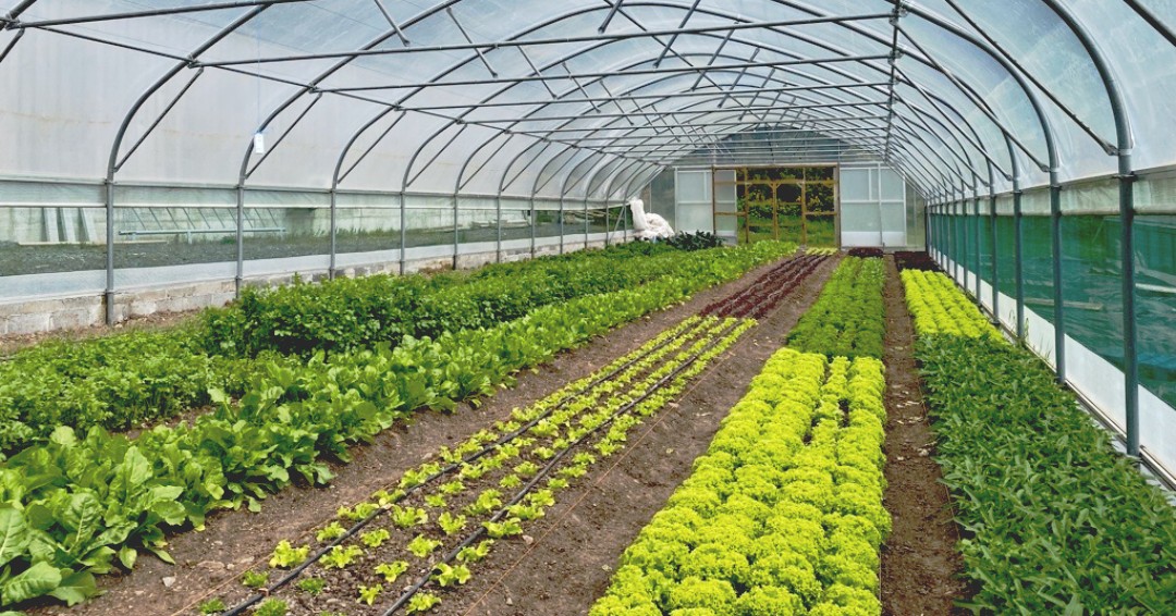 drumanilra's tweet photo. Anyone for some spring greens? 🌱 They are loving the good weather almost as much as we are! Pick up your salads at @HonestlyKitchen 

#organicireland #irishgarden #farmtotable #springgreens https://t.co/rSkXEvTFHB