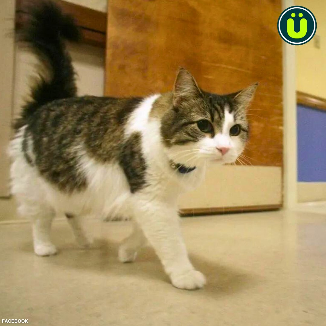 UberFacts on Twitter "This is Oscar A therapy cat that would often