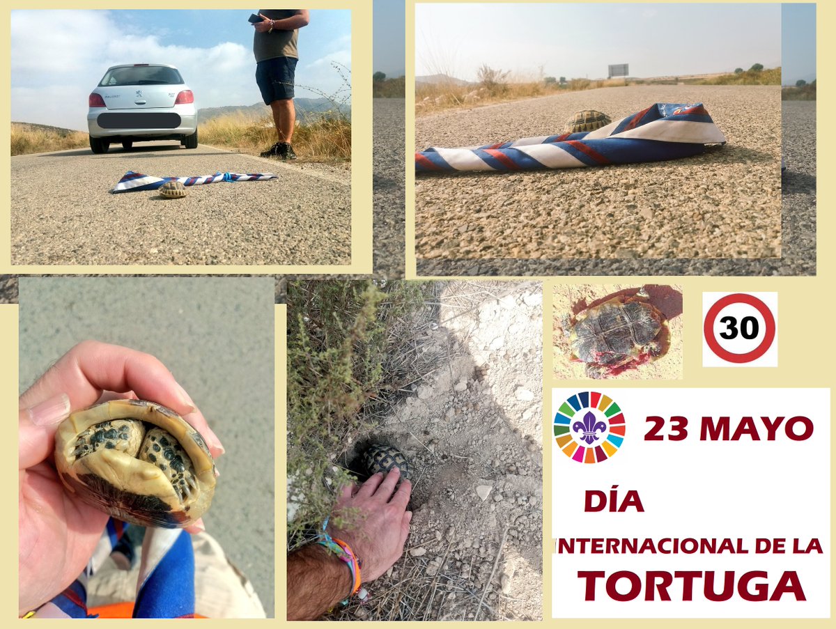 scoutCdSol108's tweet image. Lorca es uno de los territorios refugio de la #TortugaMora #TestudaGraeca en peligro de extinción. La @DGTes debería de estudiar el establecer en zonas de paso de fauna reducción de velocidad para evitar atropellos. #lince #tejón
-Fragmentación hábitats
-recolección furtiva⛔️