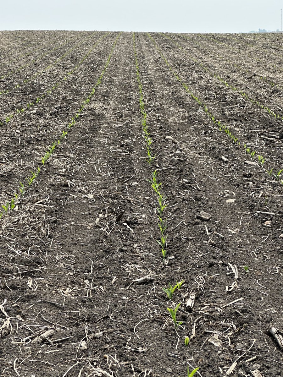 Lee Dahl (@leedahl1) on Twitter photo 8048 making its first peep show looking strong for emergence in Nelson county ! <a href="/AustinSundeen/">Austin Sundeen</a> <a href="/AgvocateLady/">Kristie Jo Sundeen</a> 8048 making its first peep show looking strong for emergence in Nelson county ! <a href="/AustinSundeen/">Austin Sundeen</a> <a href="/AgvocateLady/">Kristie Jo Sundeen</a>