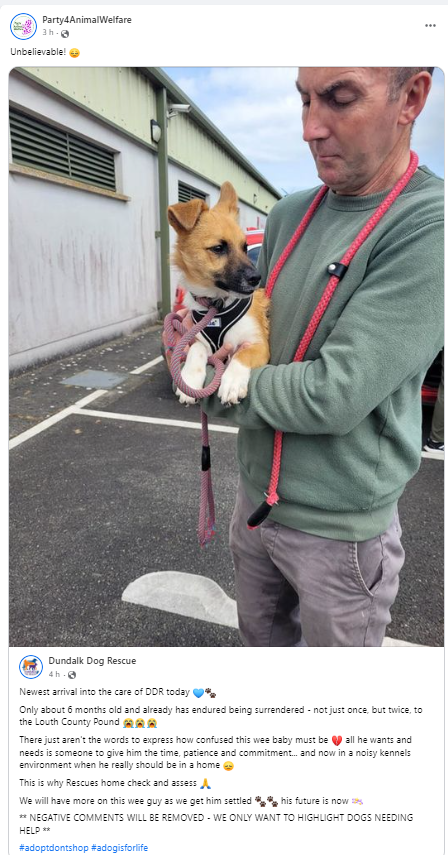 Unbelievable! 
@DDRDundalk  Newest arrival into the care of DDR today 
Only about 6 months old and already has endured being surrendered - not just once, but twice, to the Louth County Pound 
#adoptdontshop #adogisforlife
#AdoptDontBuy