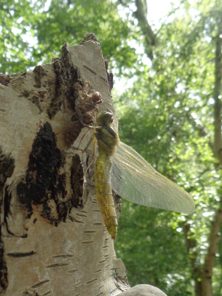 Some of the insects seen at Holme Fen NNR today. #NNRweek #NNRWeek2023 @greatfen @NewLifeOldWest #TheFens #insects