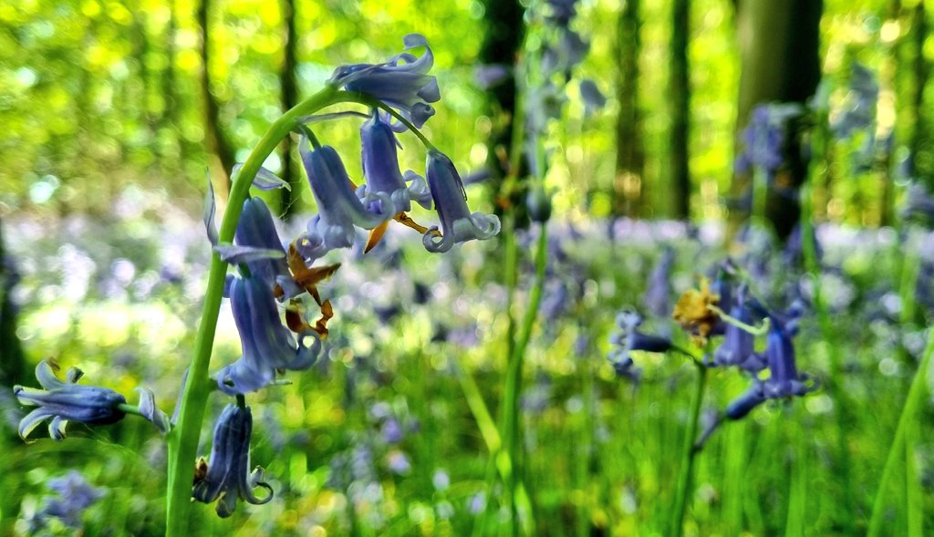 Bluebell wood... #EastDevon