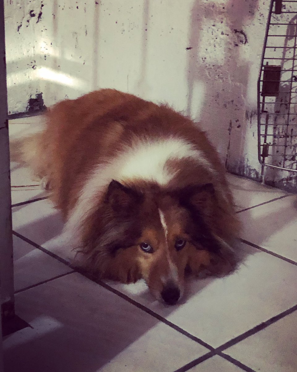natyjc31's tweet photo. @armandoaraiza Mi perro es un pastor de Shetland llamado Cachito 😍😍 https://t.co/3lbiU2loXW