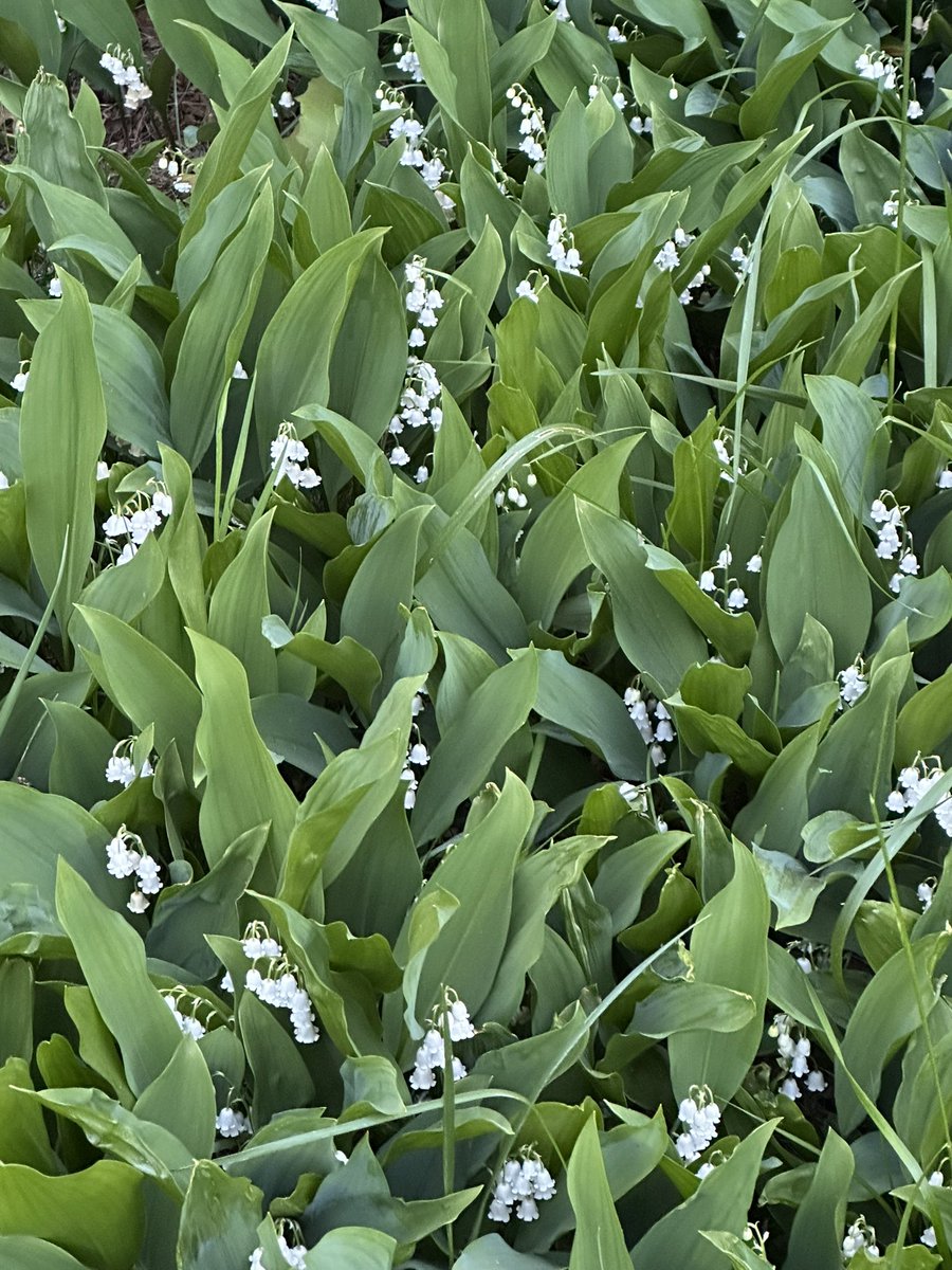 crstanley's tweet photo. @dearsusanbranch My Lily of the Valley are nearly gone by. 
They have spread since the trees in front of our house were taken down by United Illuminating. Now the front lawn gets plenty of sunlight. The trees were a hazard. 😔 https://t.co/kJMTXWbtYF