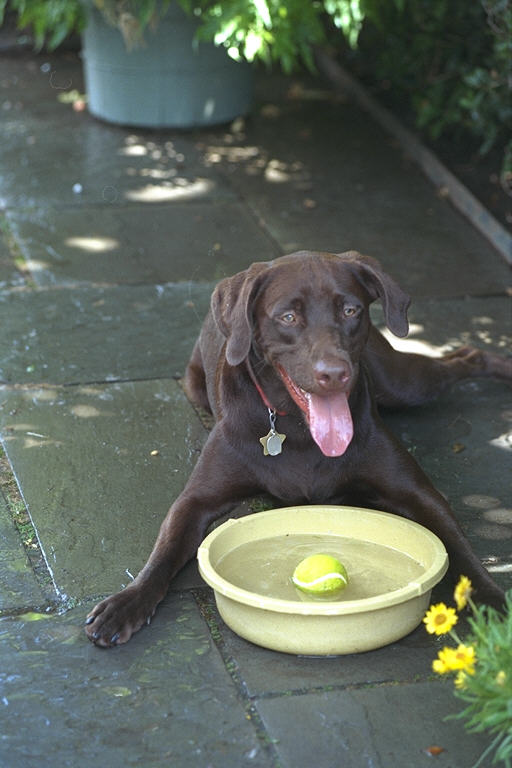During his time in the WH, Buddy was photographed often, and as a result, fan clubs & websites for Buddy sprang up all over the country!  This photo was taken on July 11, 1998.
#clinton #buddy #presidentialpet #presidentiallibraries