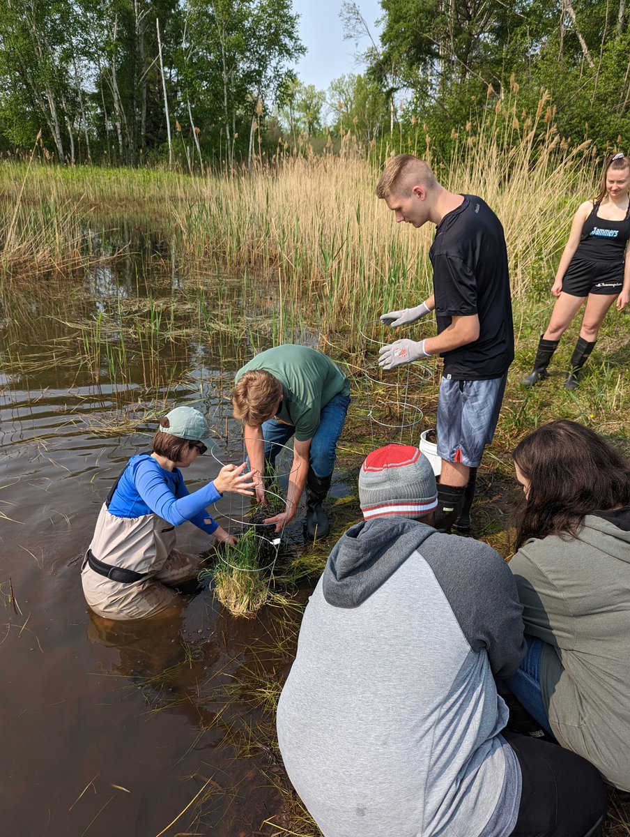 NathanielEBlood's tweet photo. Students from @NeenahSchools took a field trip to Barkhausen Waterfowl Preserve. They transplanted the wild rice we've been growing, played some invasive species games, and learned about water careers. 

Thanks, @uwgb, @ACL_grbwetlands, @NEWWater_WI  and Atlas Science center! https://t.co/rXSJEmlkC1