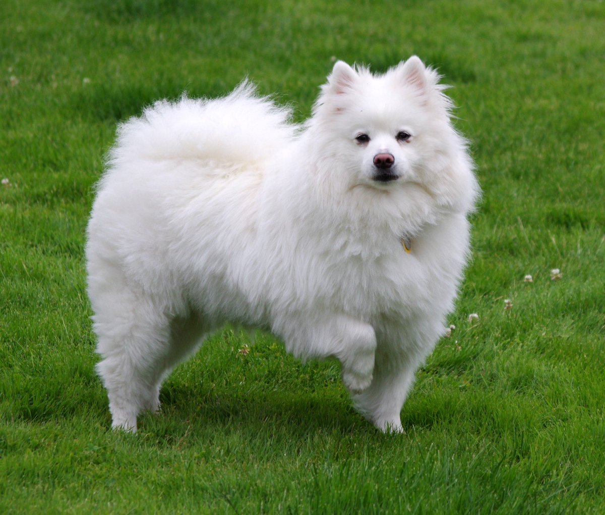 PuppyFindEurope's tweet photo. 🐶❤️ American Eskimo Dog Puppies: Fluffy, Friendly, and Full of Joy! Find your perfect pup with Puppy Find Europe. 🌍🤝 #AmericanEskimoDog #PuppyLove #PuppyFindEurope https://t.co/W7eYaBR6eS