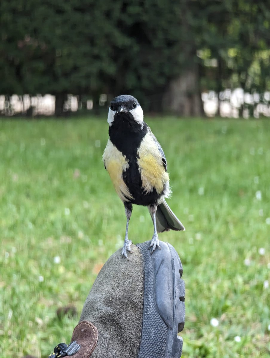 Una carbonera hembra muy descarada buscando comida para cebar a sus polluelos. #parusmajor #carbonerocomún #avesdemadrid