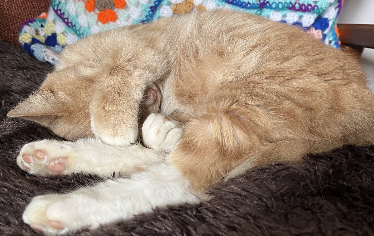 Cosy time, hope you’ve all had a pawsome day 🧡😻🧡 #catsoftwitter #catsontwitter #adoptdontshop #CatsLover #catsprotection #catsprotectionawards #voteeric #rescuecat  #NationalCatAwards #tunatuesday