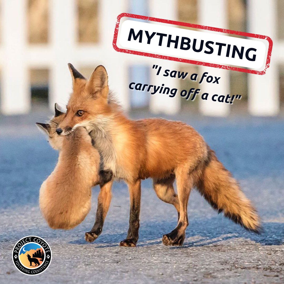 “I saw a #fox carrying off a #cat!”

This time of year, reports of foxes carrying off cats increase. This also happens to be when red foxes are raising young. What you’re likely seeing is a dutiful parent moving their kits to a safer location! #mythbusting

📷 Debbie Quick