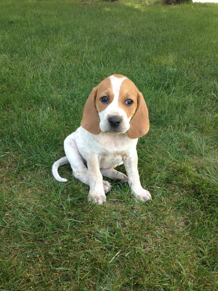 PuppyFindEurope's tweet photo. 🐶❤️ American English Coonhound Puppies: Exceptional Hunters, Loyal Companions! Find your perfect pup with Puppy Find Europe. 🌍🤝 #AmericanEnglishCoonhound #PuppyLove #PuppyFindEurope https://t.co/If4HpTQW5W