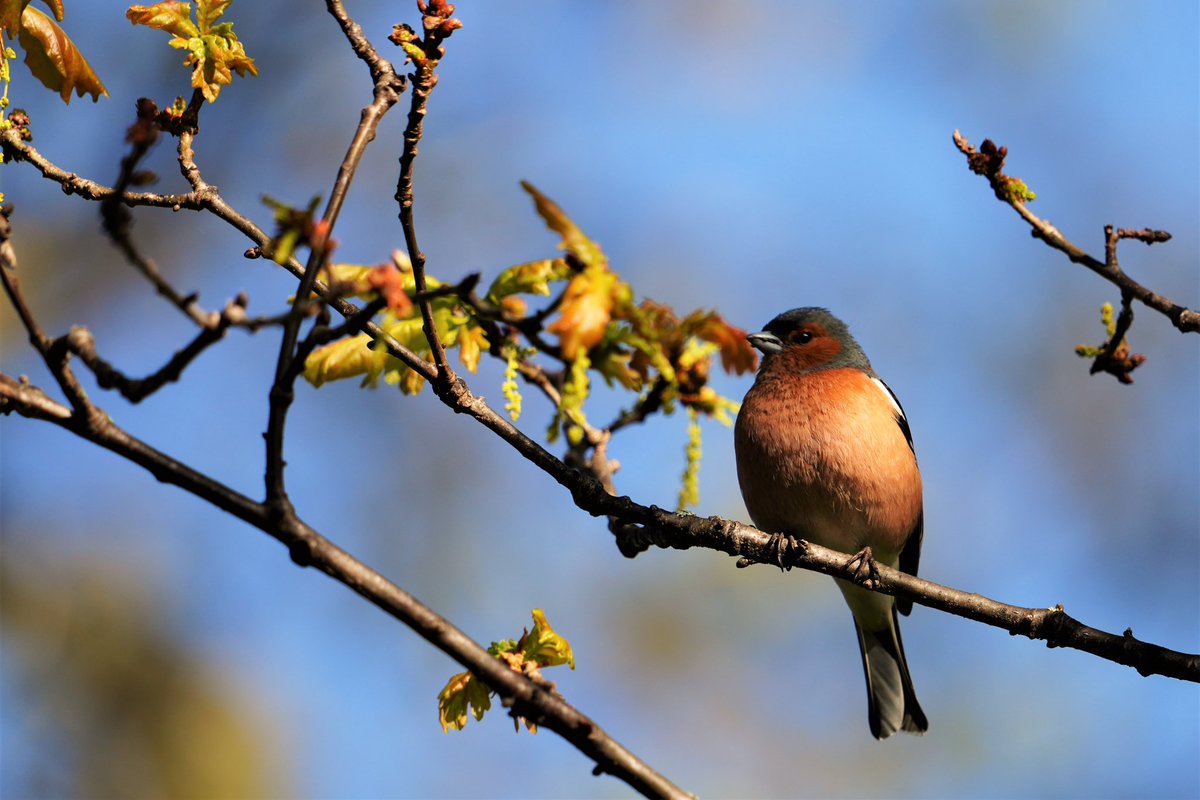 WildlandFocus's tweet photo. Chaffinch 

#birdphotography #wildlifephotography #ThePhotoHour #NaturePhotograhpy #Ireland https://t.co/SQuUbXm2FN