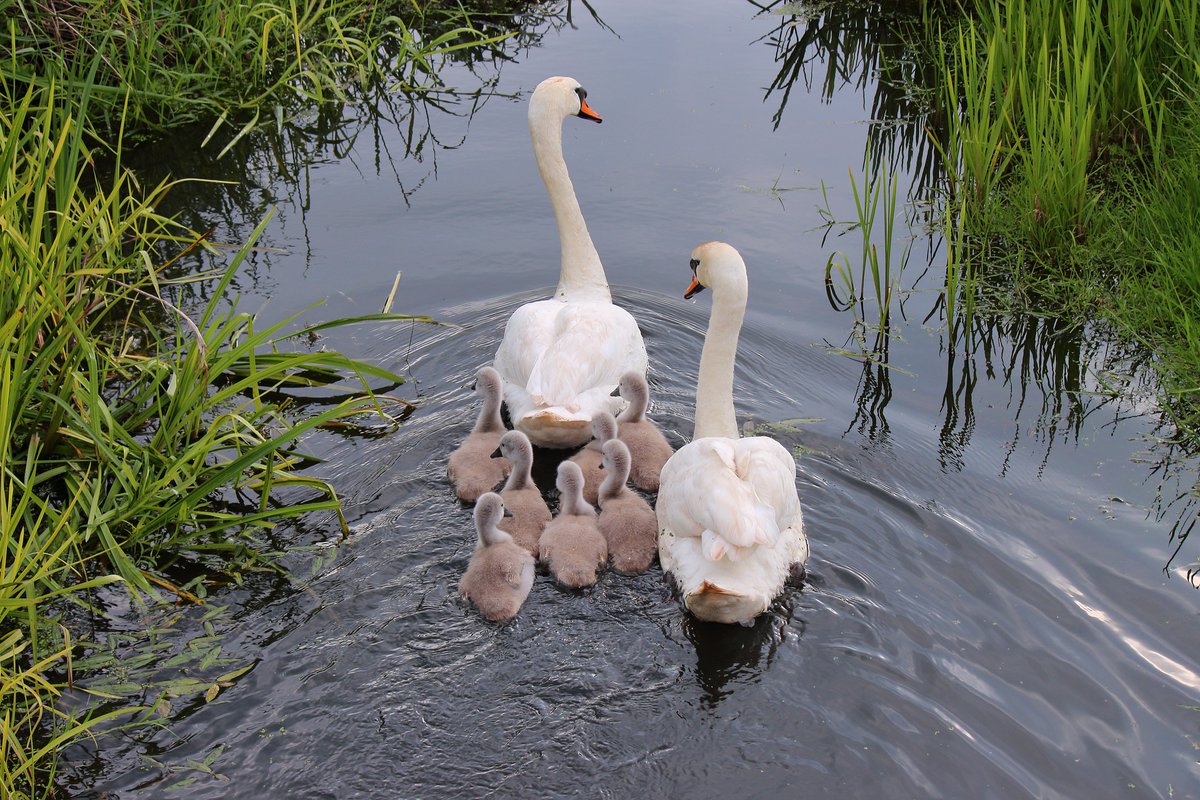 Haggard Hawks 🦅📚 Words Language Etymology on Twitter