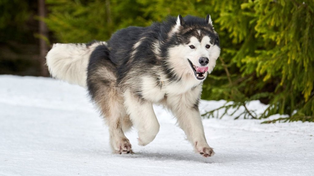 PuppyFindEurope's tweet photo. 🐶❄️ Alaskan Malamute Puppies: Majestic, Loyal, and Adventure-Ready! Find your perfect pup with Puppy Find Europe. 🌍🤝 #AlaskanMalamute #PuppyLove #PuppyFindEurope https://t.co/xfErlDN7AT